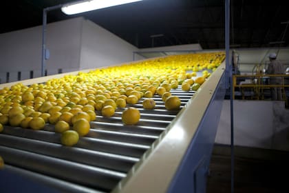 En los primeros cuatro meses del año, las exportaciones de frutas frescas totalizaron 278.099 toneladas, un 13,9% más con respecto a las enviadas en el mismo periodo de 2019