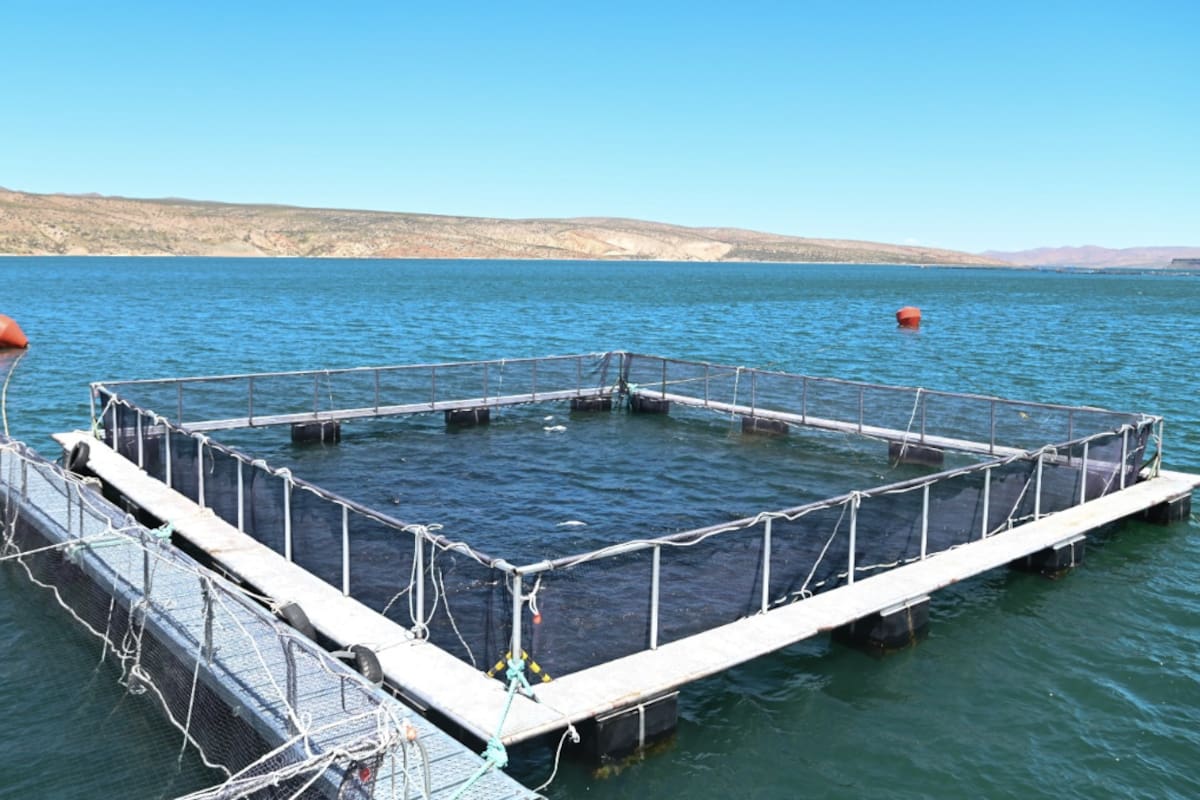 En los primeros siete meses de 2026 las ventas al exterior de la acuicultura y pesca fue por US$1379,5 millones
