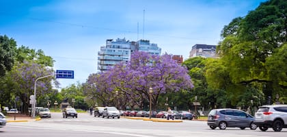 En los principales corredores de la ciudad se puede encontrar la especie; además, en plazas y parques