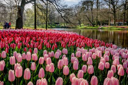 En los próximos dos meses se puede disfrutar del increíble parque de tulipanes Keukenhof, en Holanda, y del festival de patios cordobeses en España