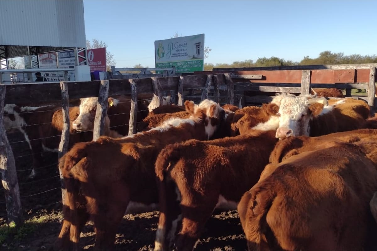 En los remates feria del interior del país, los lotes de vaca manufactura carecen de interesados y regresan al campo sin venderse. Foto gentileza Nicasio Tito