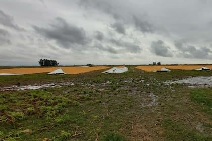 En los silobolsas había 1300 toneladas de maíz