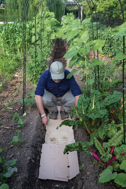 En los surcos de la huerta orgánica, el mulch de cartón ayuda a evitar la aparición de yuyos, el impacto directo de las gotas de lluvia y la evaporación del suelo