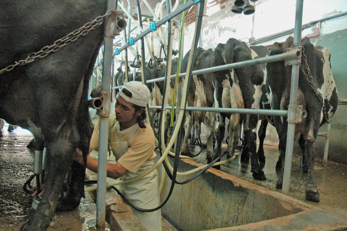En los tambos se estima un equipo de trabajo promedio de 4,3 personas