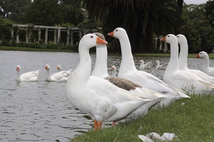 En los tres lagos del Parque 3 de Febrero solo quedarán el 10% de los 1200 gansos que hay en la actualidad