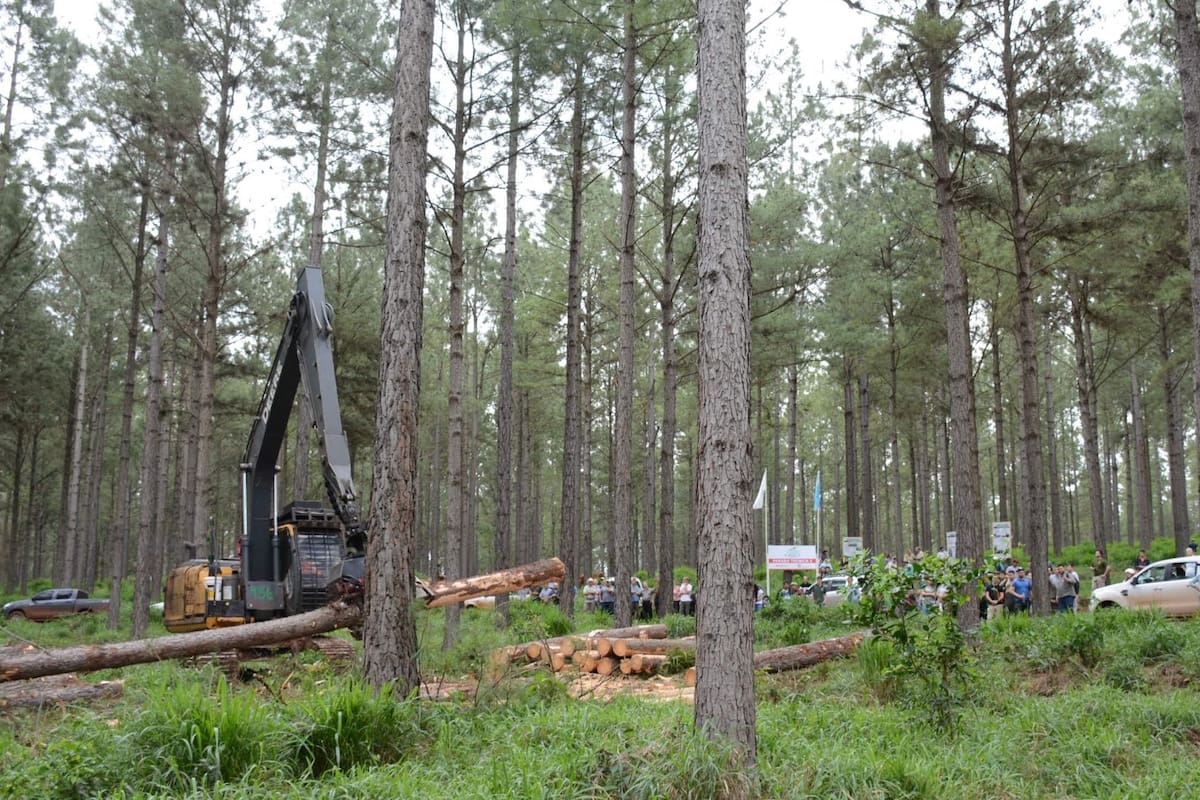 En los últimos 20 años los vecinos de la Argentina recibieron inversiones por US$30.000 millones en el sector forestal