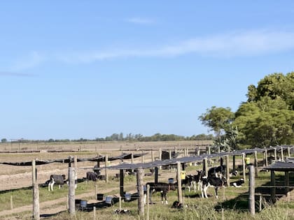 En los últimos años, el establecimiento ha orientado sus esfuerzos hacia la mejora de los sólidos en leche, en previsión de un cambio en los sistemas de pago, que tenderían a dejar de basarse en el precio por litro para pasar a considerar dichos parámetros