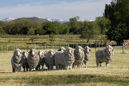 En los últimos años el grupo italiano fue consolidando su presencia en el negocio ovino, que hoy incluye un proceso de integración vertical, que va desde la cría de 250.000 cabezas, hasta la producción de más de 880.000 kilos de lana, lo que lo convierte en el mayor productor del país.