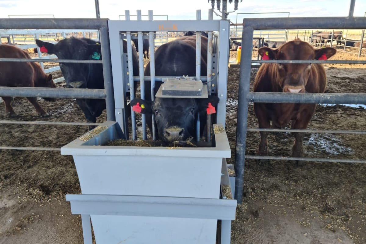 En los últimos años, en Estados Unidos cobró difusión el estudio de este carácter mediante el uso de comederos inteligentes que permiten medir la cantidad diaria de alimento que consume un individuo y relacionarlo con su aumento del peso. Cortesía de Javier Martínez del Valle