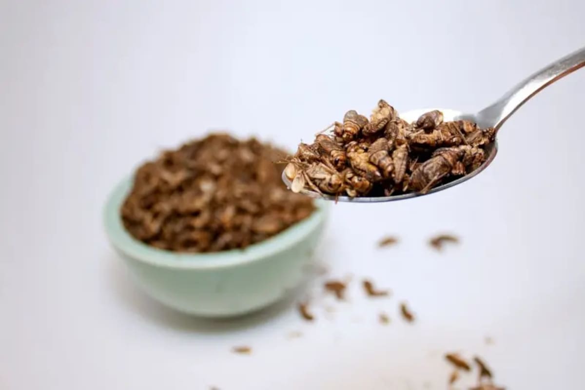 En los últimos años los insectos se han convertido en una alternativa de alimento