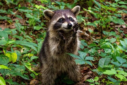 En los últimos años, los mapaches que se adaptaron a vivir en áreas urbanas mostraron rasgos físicos de domesticación