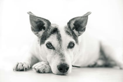 En los últimos años, muchas personas optan por contratar un servicio funerario para sus mascotas (imagen ilustrativa)