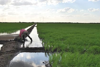 Corrientes y Entre Ríos concentran más del 80% de la producción