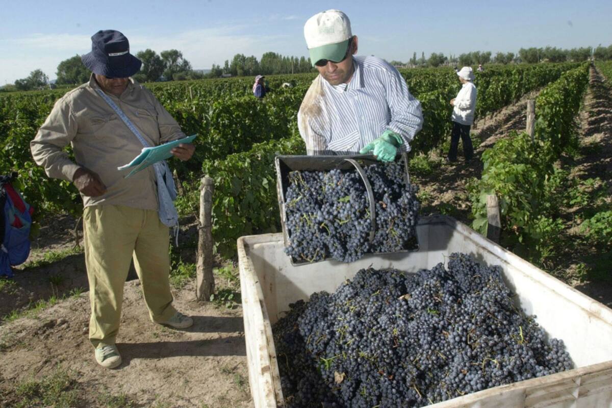 En los últimos cinco años el viñatero sólo recibió un aumento del 10 al 12 por ciento