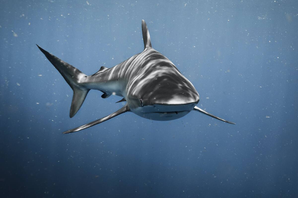 En los últimos días han reportado al menos cuatro mordeduras de criaturas marinas en la costa de Nueva York