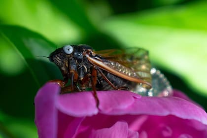 En los últimos días, los residentes de Illinois reportaron hallazgos de cigarras de ojos azules