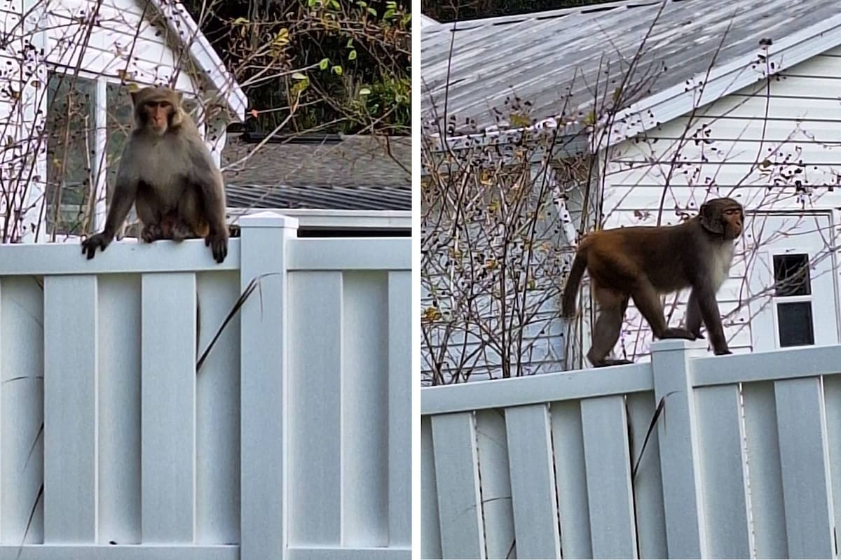 En los últimos días, residentes de Florida reportaron avistamiento de monos en las calles