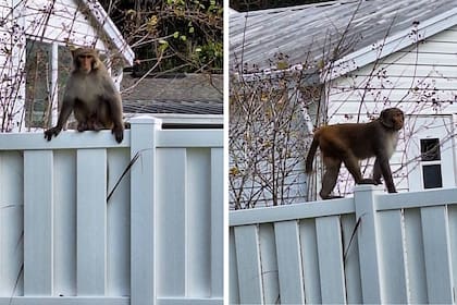En los últimos días, residentes de Florida reportaron avistamiento de monos en las calles