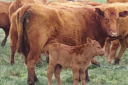 En los últimos dos años el número de vacas vacunadas cayó 1,13 millones, el de vaquillonas 804.000 cabezas, en tanto que en terneras la caída fue de 465.000 cabezas