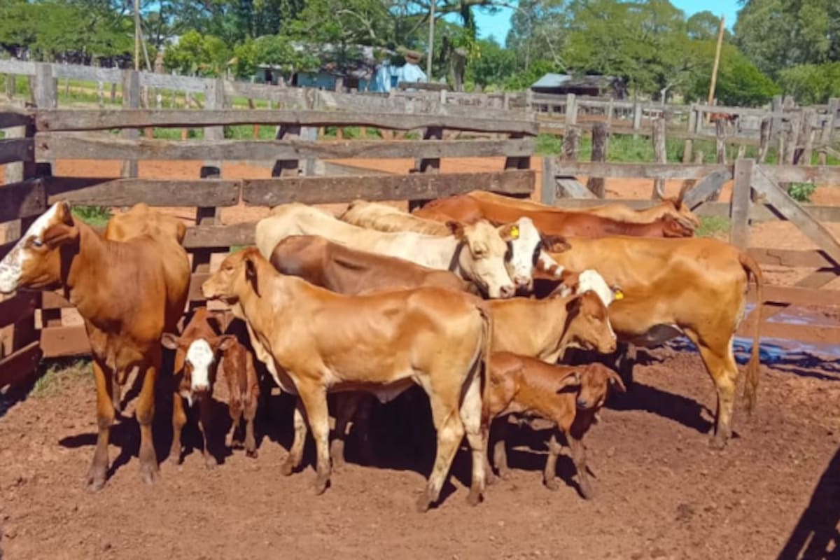En los últimos meses, productores de distintas zonas denunciaron maniobras sistemáticas vinculadas al robo, faena, traslado y blanqueo de hacienda; en muchos casos, dijeron, ejecutadas por bandas organizadas con logística, comunicaciones y recursos propios