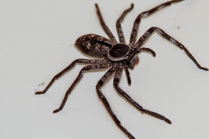 En lugar de liberar a la araña que encontró en su garage, decidió nombrarla su "compañera de casa". Imagen ilustrativa