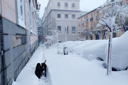 En Madrid, Claudio decidió adoptar dos perros: “El anclaje emocional más acertado para disfrutar de la ciudad”.