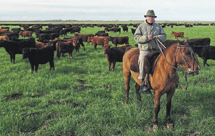 En Maipú, el administrador de Yamahuida, Armando Mayorga, con un lote de recría de hembras