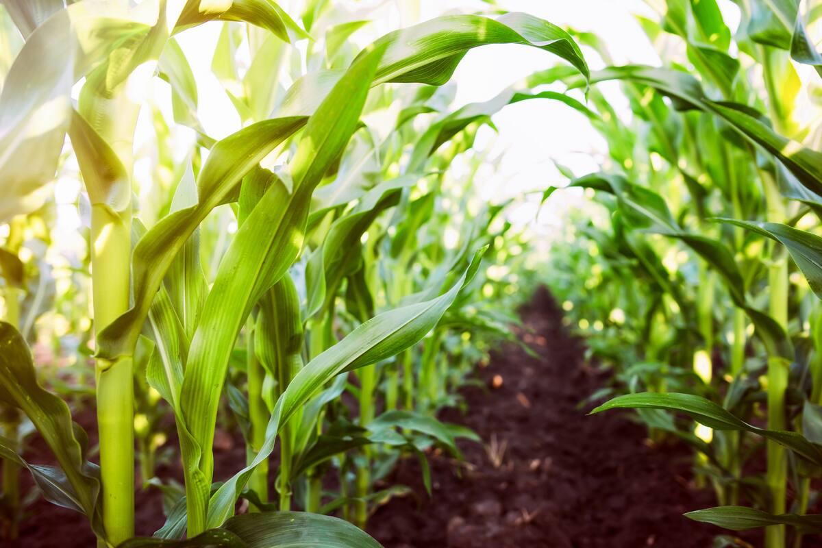 En maíz temprano se fertiliza el 100%