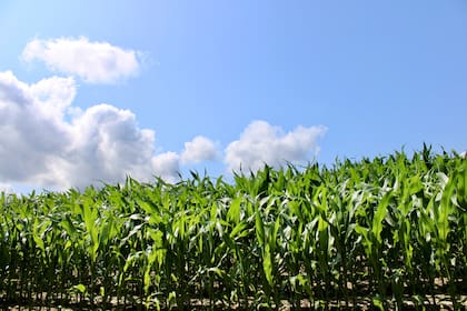 En maíz y trigo las retenciones subirían de 12 a 17% a cuenta de Ganancias