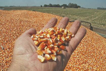 La puja entre la exportación y el uso interno es eje de conflicto en el cuarto proveedor mundial de maíz
