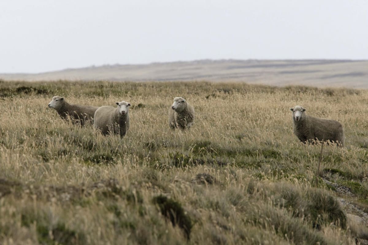En Malvinas hay cría de ganado ovino y se comercializan carne y lana