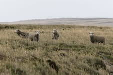 La huella rural que une a las islas con la Patagonia