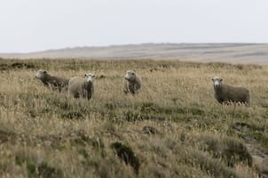 La huella rural que une a las islas con la Patagonia