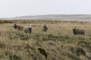 La huella rural que une a las islas con la Patagonia