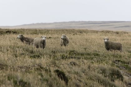 Cría de ganado ovino en las Islas Malvinas