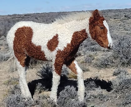 En Maquinchao, en el centro sur de la provincia de Río Negro, los Rodríguez poseen rodeo de unos 40 caballos de esta raza