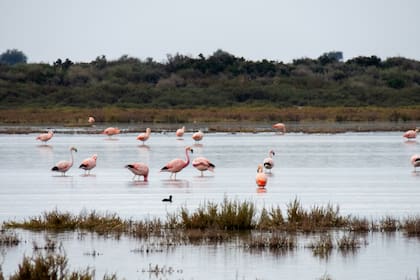 En Mar de Ansenuza se pueden ver más de 350 especies de aves
