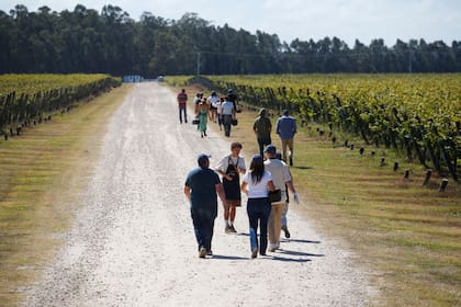 En Mar del Plata, la Bodega Trapiche Chapadmalal realiza una vendimia abierta al público con cosecha participativa y degustación de vinos de la línea Costa & Pampa.
12 de Marzo 2026.
