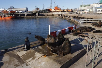 En Mar del Plata se detectaron al menos 50 lobos marinos muertos por gripe aviar