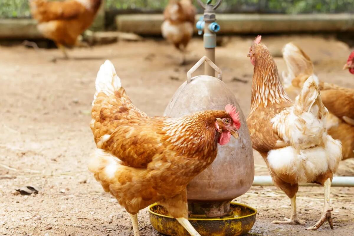 En marzo de 2023, las autoridades mexicanas habían suspendido las importaciones del sector tras el brote de Influenza Aviar altamente patógena registrado en la Argentina