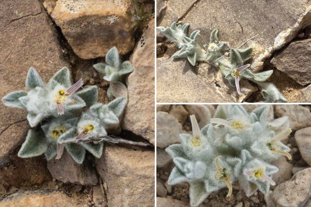 En marzo de 2024, un voluntario del programa de botánica del Parque Nacional Big Bend y un guardaparque encontraron una planta nunca antes documentada en el árido desierto de Chihuahua