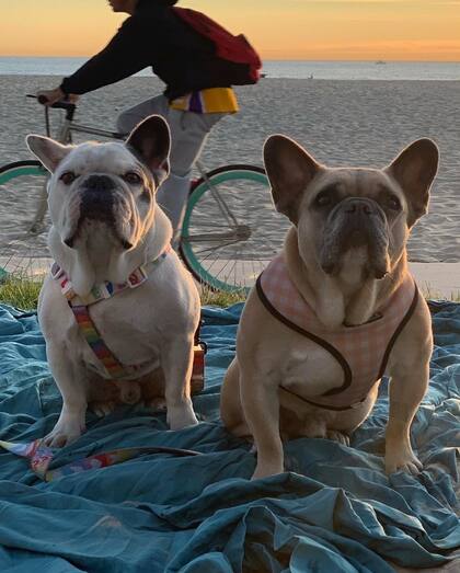 En marzo del 2021, Lady Gaga sufrió el robo de dos de sus perros, ejemplares de bulldog francés, durante un violento tiroteo contra el paseador