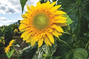 Las ventas al exterior de un cultivo se dispararon un 159,5% y llegan inversiones millonarias