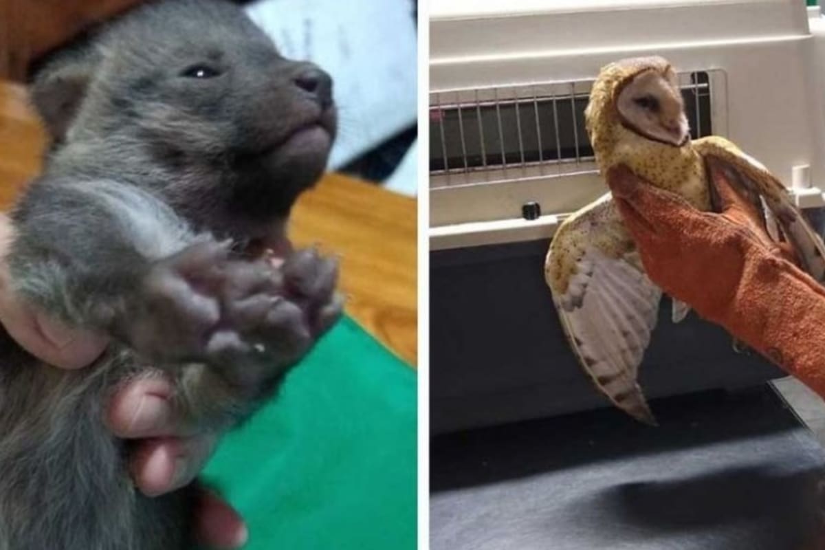 En medio de los incendios forestales de Jujuy, rescatistas lograron salvar a dos ejemplares de distintas especies autóctonas: un zorro gris y una lechuza de campanario