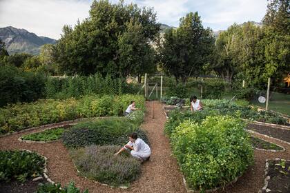En medio del imponente paisaje y a 1.000 msnm, la huerta grande es una de las cuatro de Avataras. Allí se cultivan aromáticas, kale, acelga, espinaca, lechuga y algunas curiosidades como la espinaca frambuesa, la Couve, brócoli ‘Rapa’, apio maggi o topinambur.