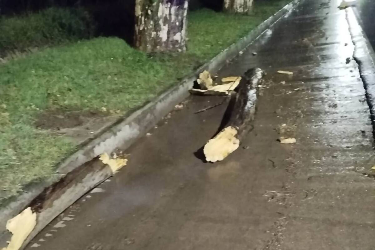 En medio del temporal en Córdoba: una rama se desprendió de un árbol y mató a un hombre