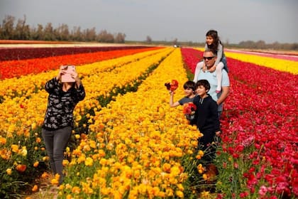 En mejores tiempos, en los cultivos de flores del kibbutz Nir Yitzhak, uno de los que sufrieron los ataques de Hamas