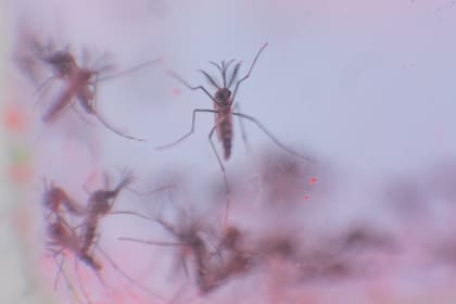 En Mendoza avanzan con el plan de liberar mosquitos machos Aedes aegypti estériles para controlar el dengue