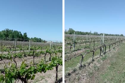 En Mendoza la helada generó una fuerte pérdida en la producción de viñedos