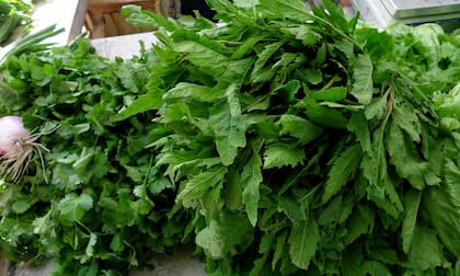 En México, se producen más de mil toneladas de epazote al año